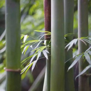 “竹”梦邛州，那些惊艳世界的非遗绝技