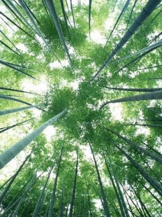 匠心的回声 | 邛山翠竹之间，找到惊艳时光的故事